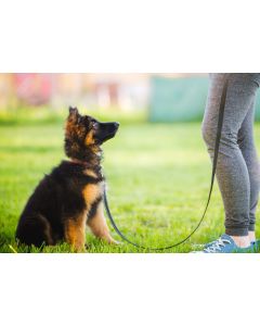 Puppy training