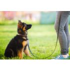 Puppy training
